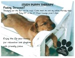 Study Puppy Therapy